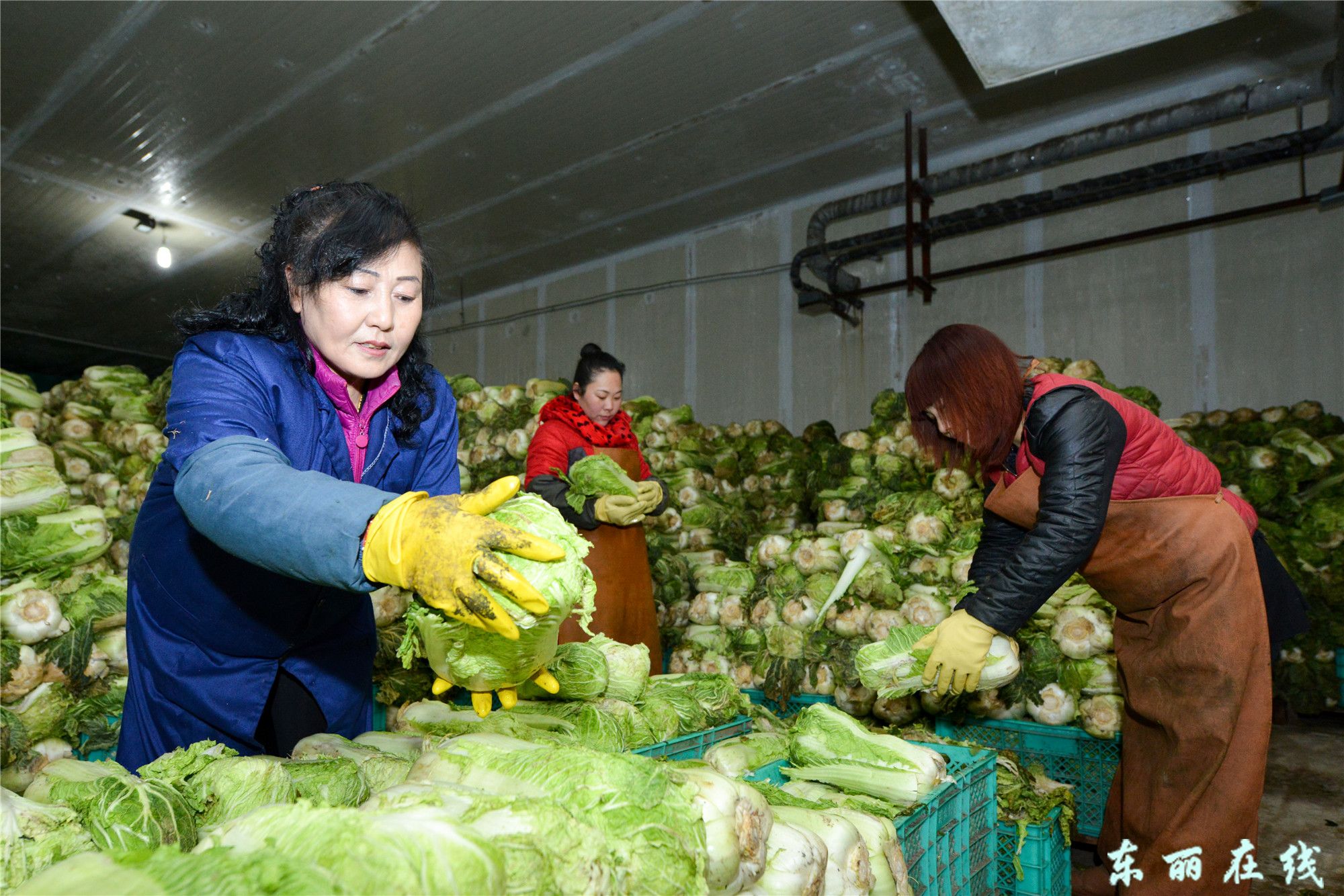 金钟市场为春节蔬菜供应做好冬春储备 - 图片新