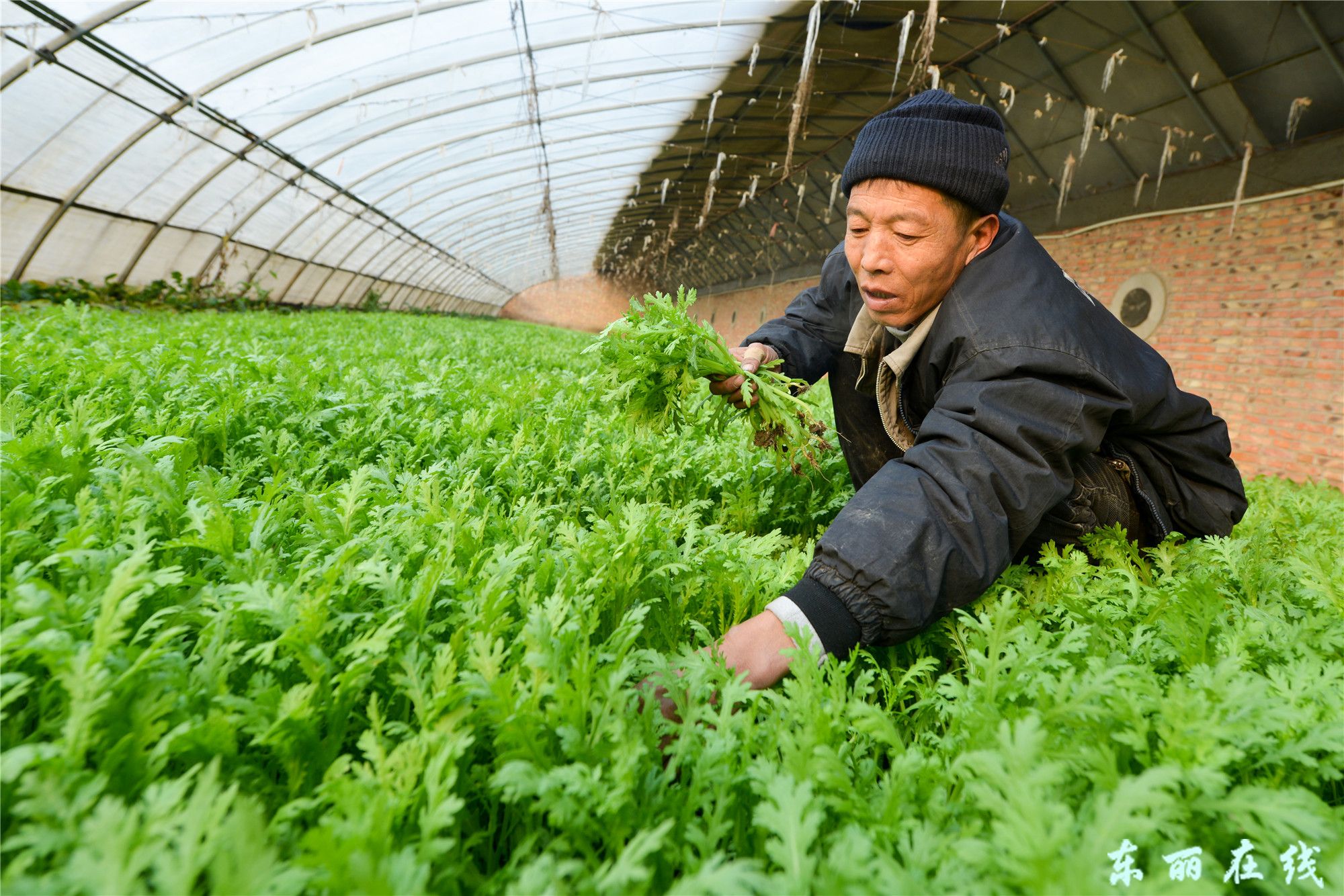 瞄准市场 都市农业显生机 - 图片新闻 - 东丽在线