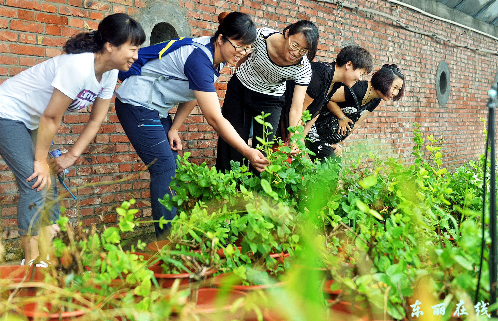 华明复垦园推出中药材植物采摘