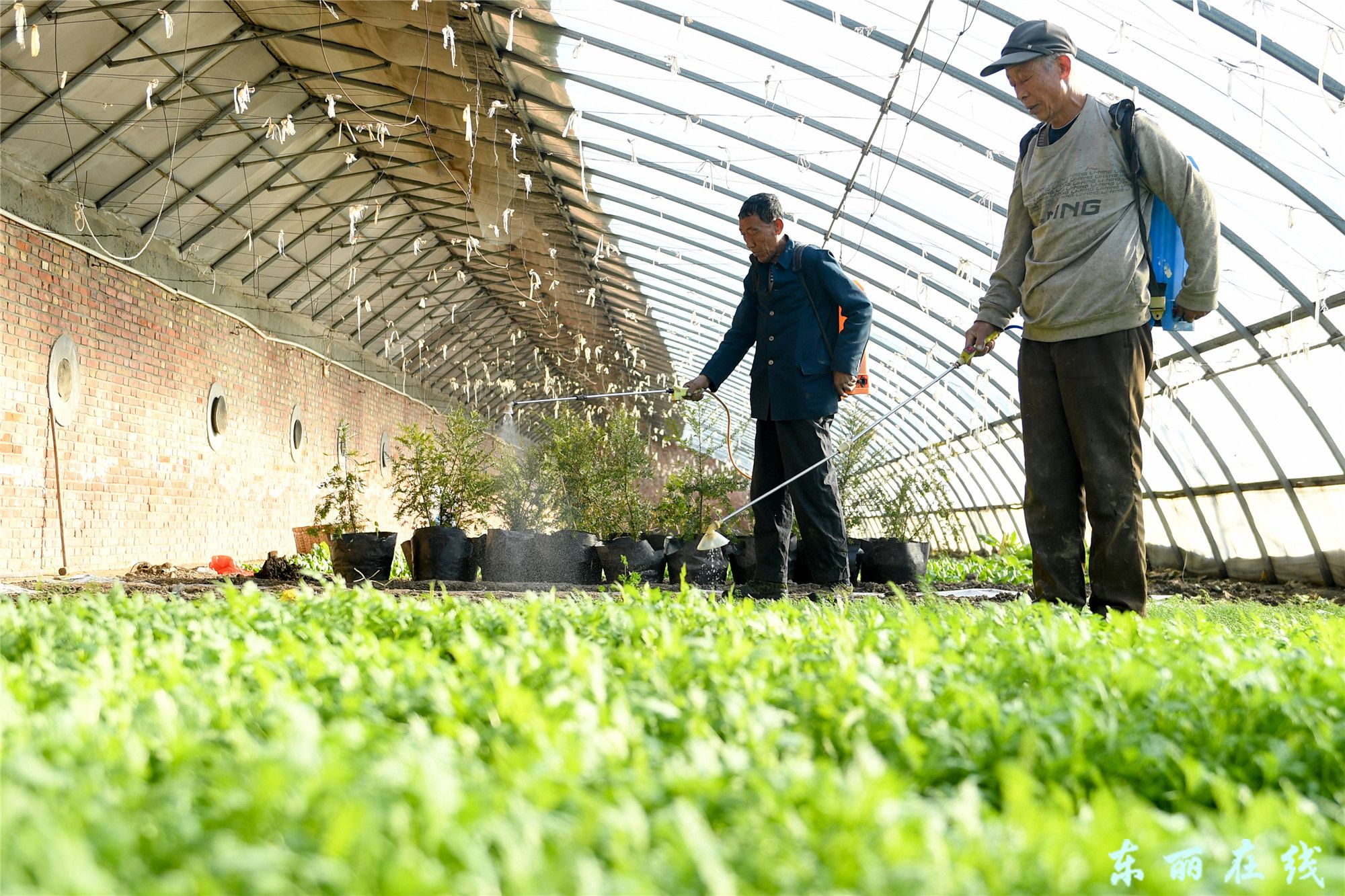 华明复垦园:大棚菜用上“机能水” - 图片新闻 - 东丽在线