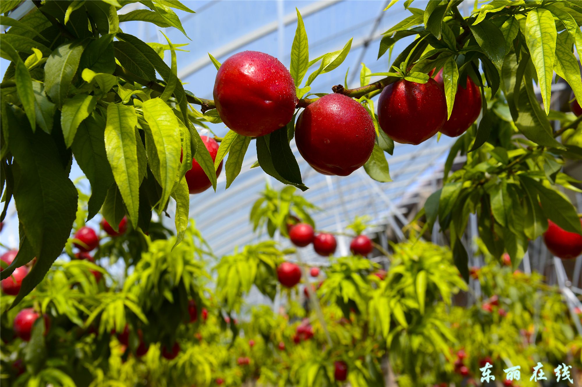 华明的油桃熟了…… - 图片新闻 - 东丽在线