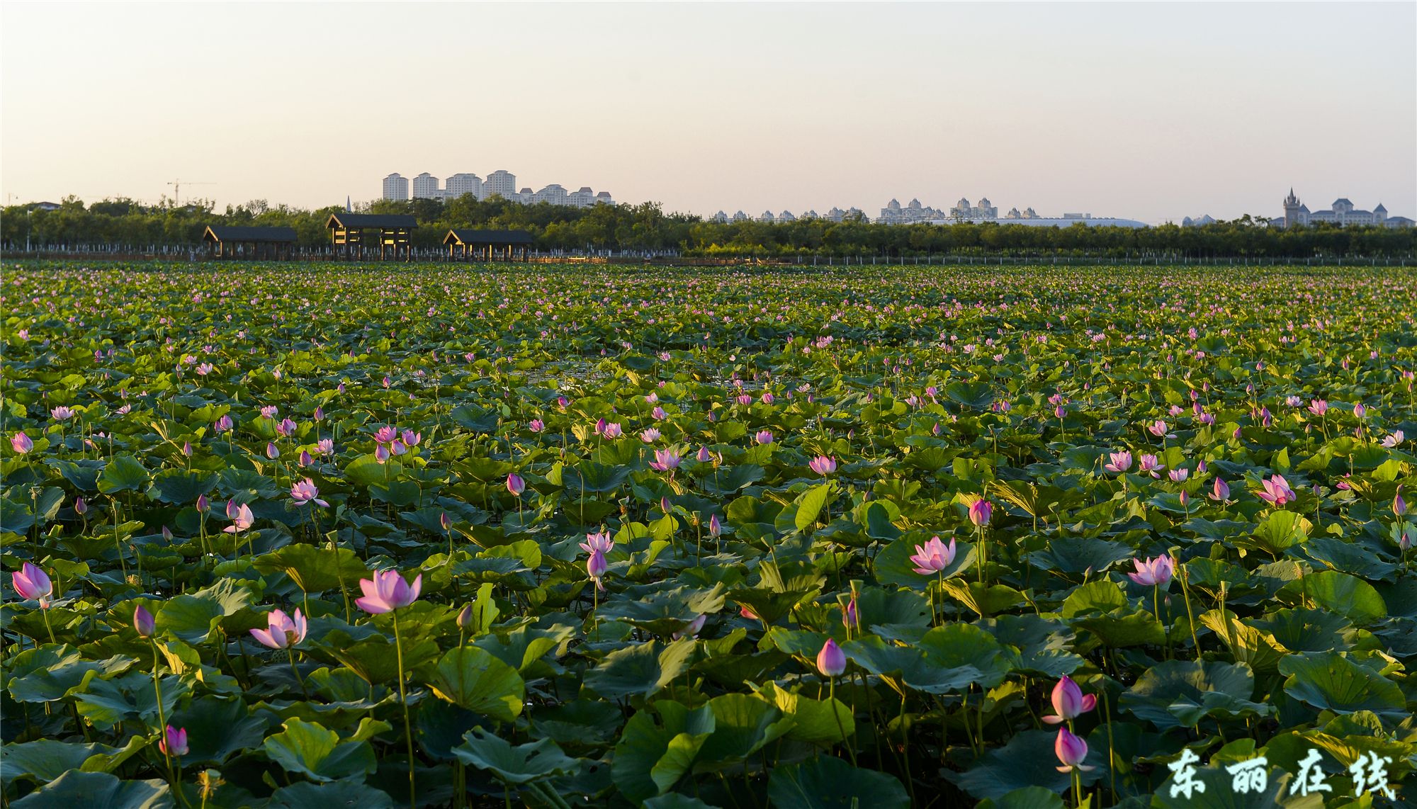 学习贯彻落实党的十九大精神 加快生态文明建